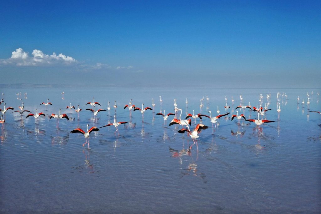 Flamingoların yaşam cenneti: Tuz Gölü