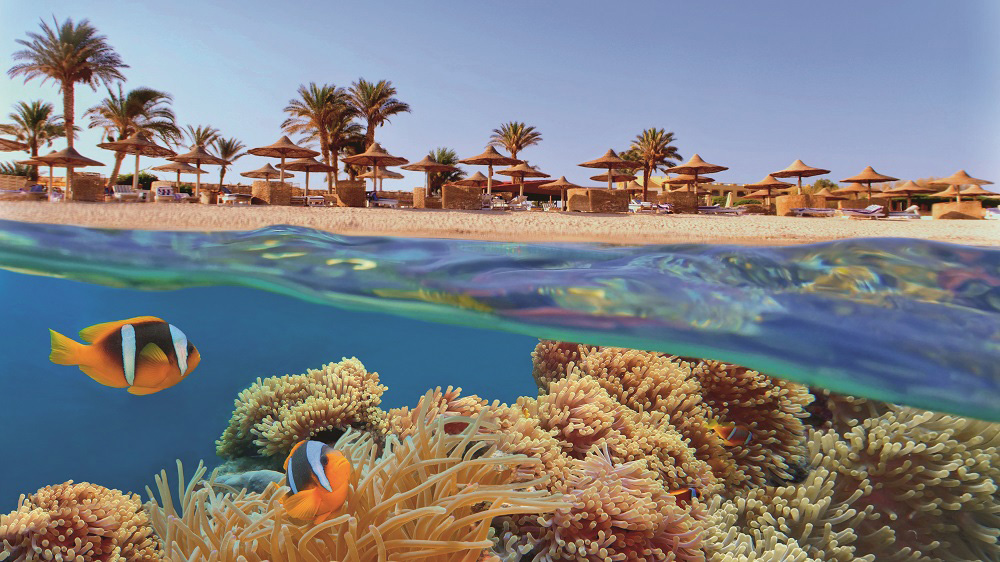 Idylic beach with palms and sun umbrelas, Red Sea, Egypt